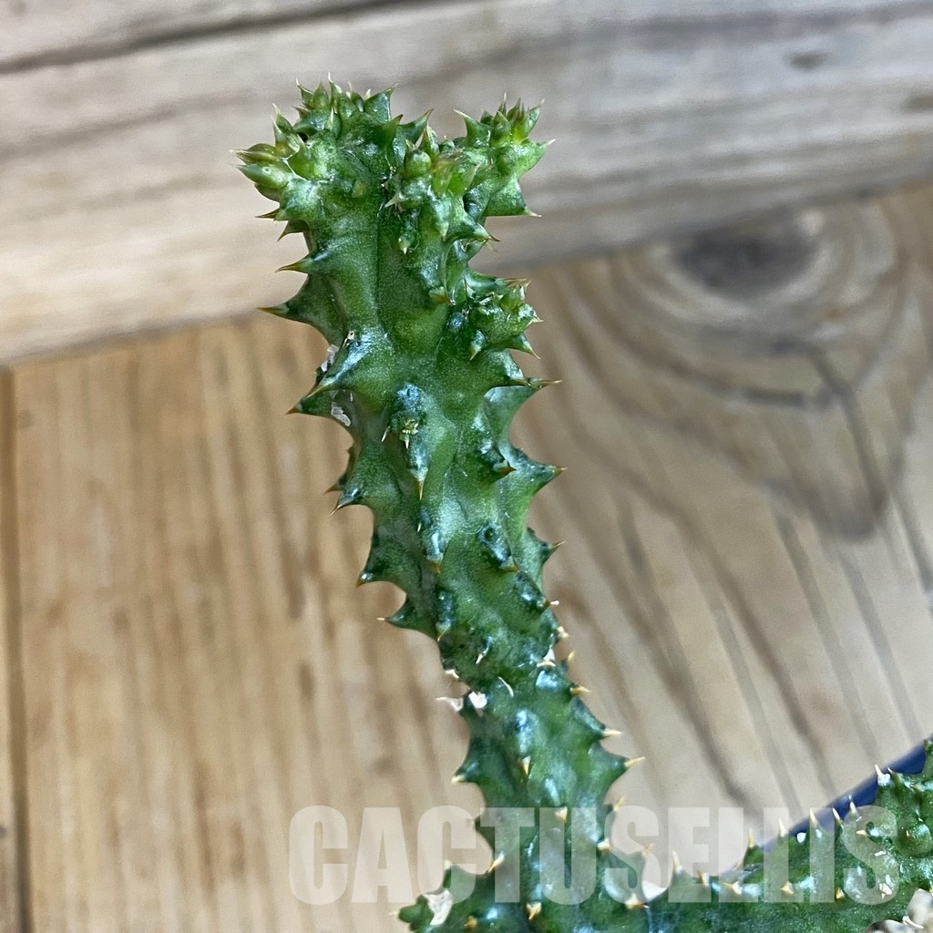 SH32917 Edithcolea grandis - Image 2