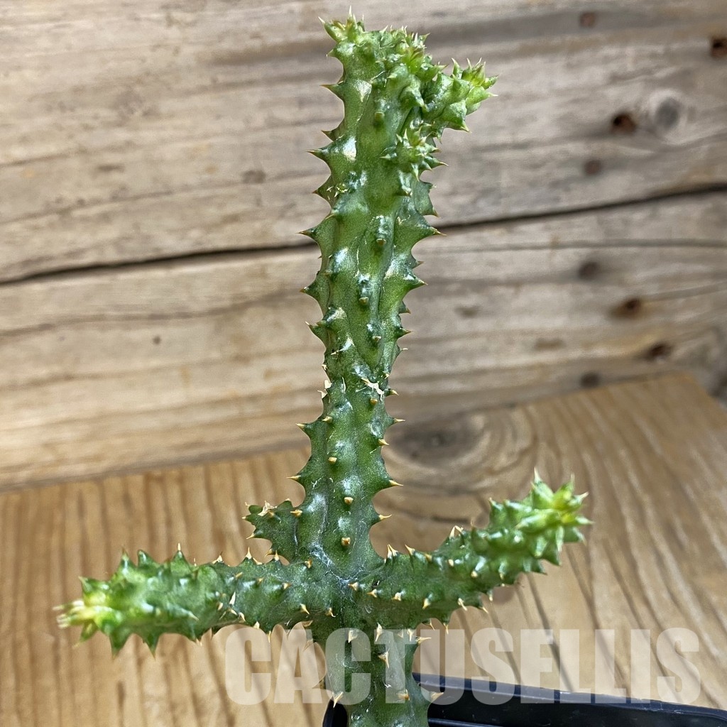 SH32917 Edithcolea grandis