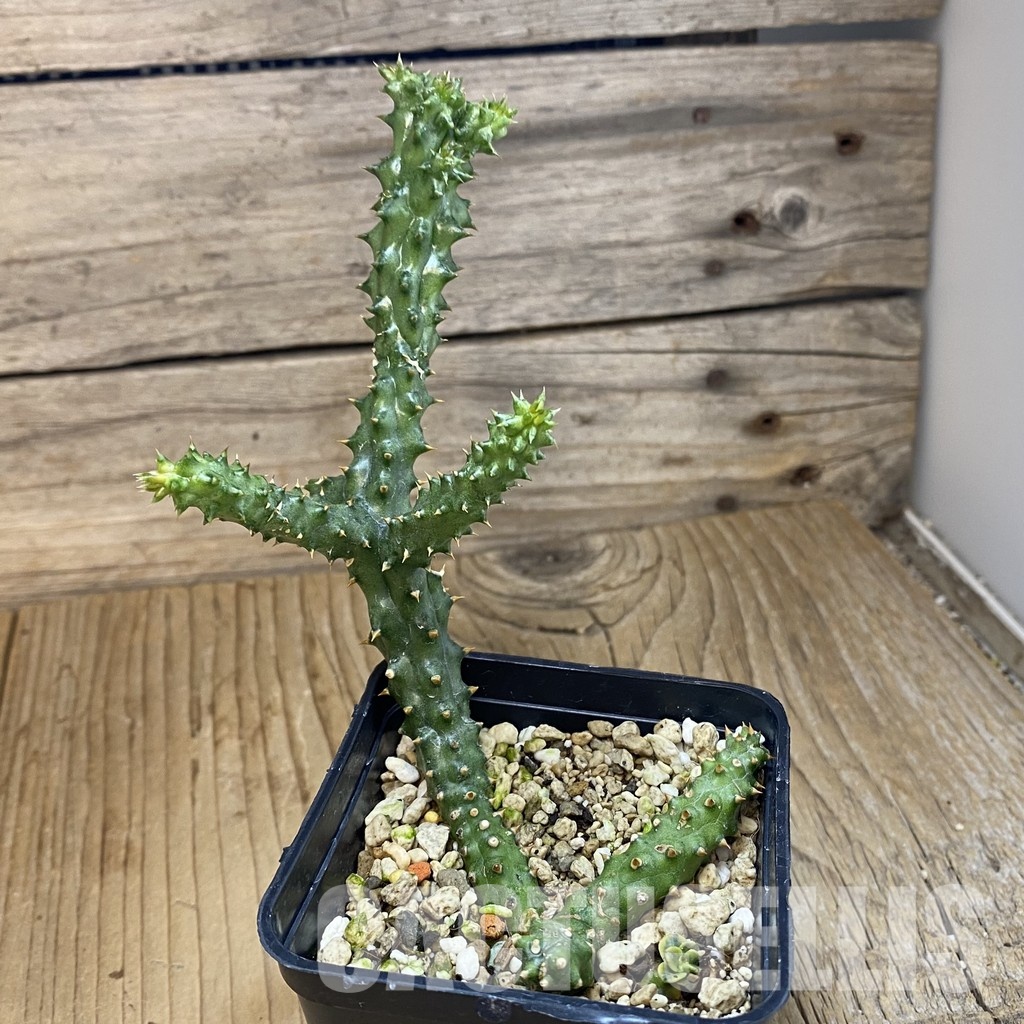 SH32917 Edithcolea grandis - Image 3