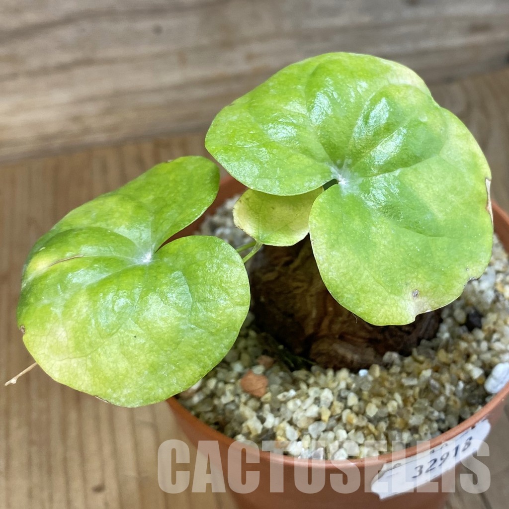 SH32918 Dioscorea elephantipes