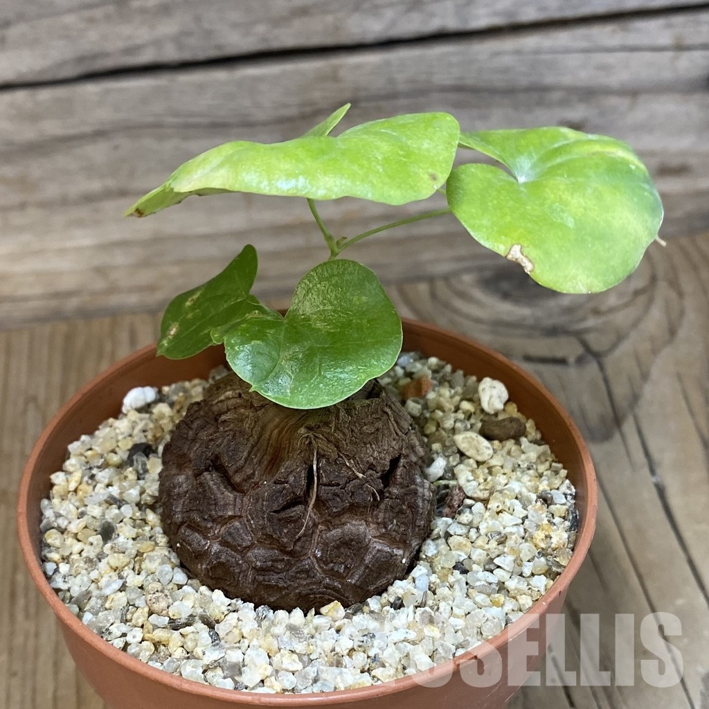 SH32918 Dioscorea elephantipes - Image 2