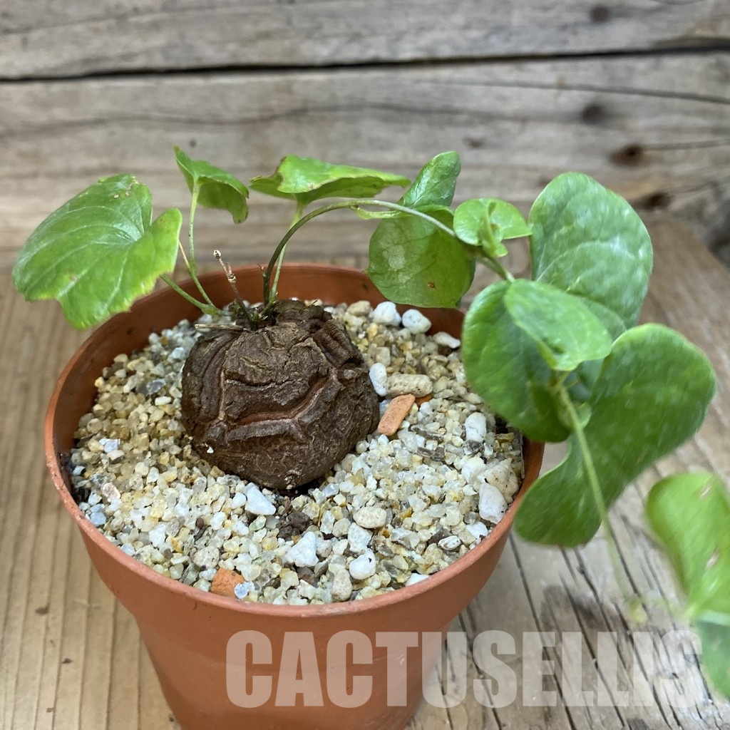 SH32919 Dioscorea elephantipes - Image 2