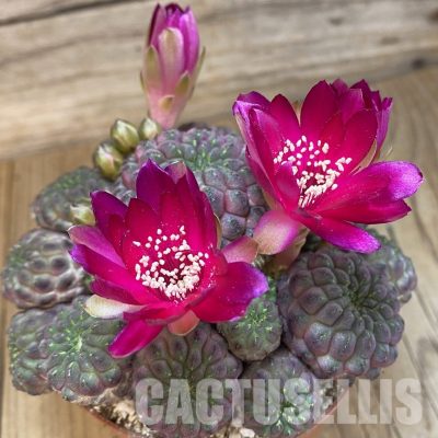SH32887 Sulcorebutia rauschii