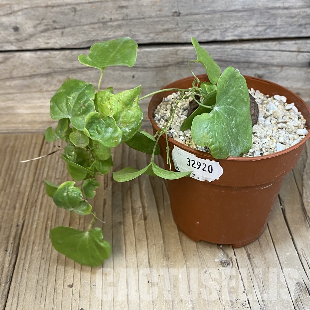 SH32920 Dioscorea elephantipes - Image 2