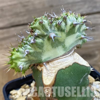 SH32921 Euphorbia horwoodii f. cristata