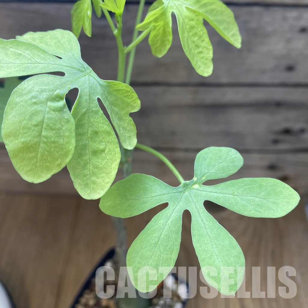 SH32923 Adenia glauca