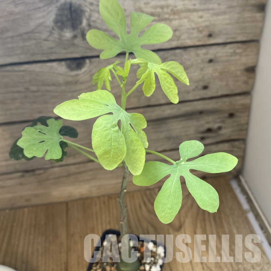 SH32923 Adenia glauca - Image 2