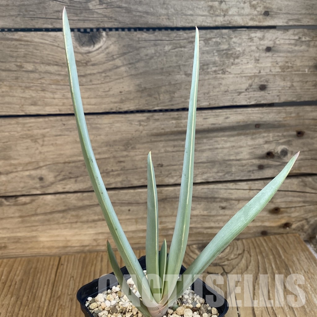 SH32924 Aloe plicatilis - Image 2