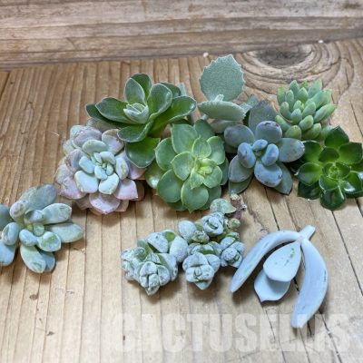 SH32936 Succulents mix, cuted