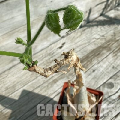 SH32890 Cyphostemma sakalava -Madagascar-