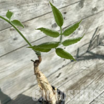 SH32891 Cyphostemma sakalava -Madagascar-