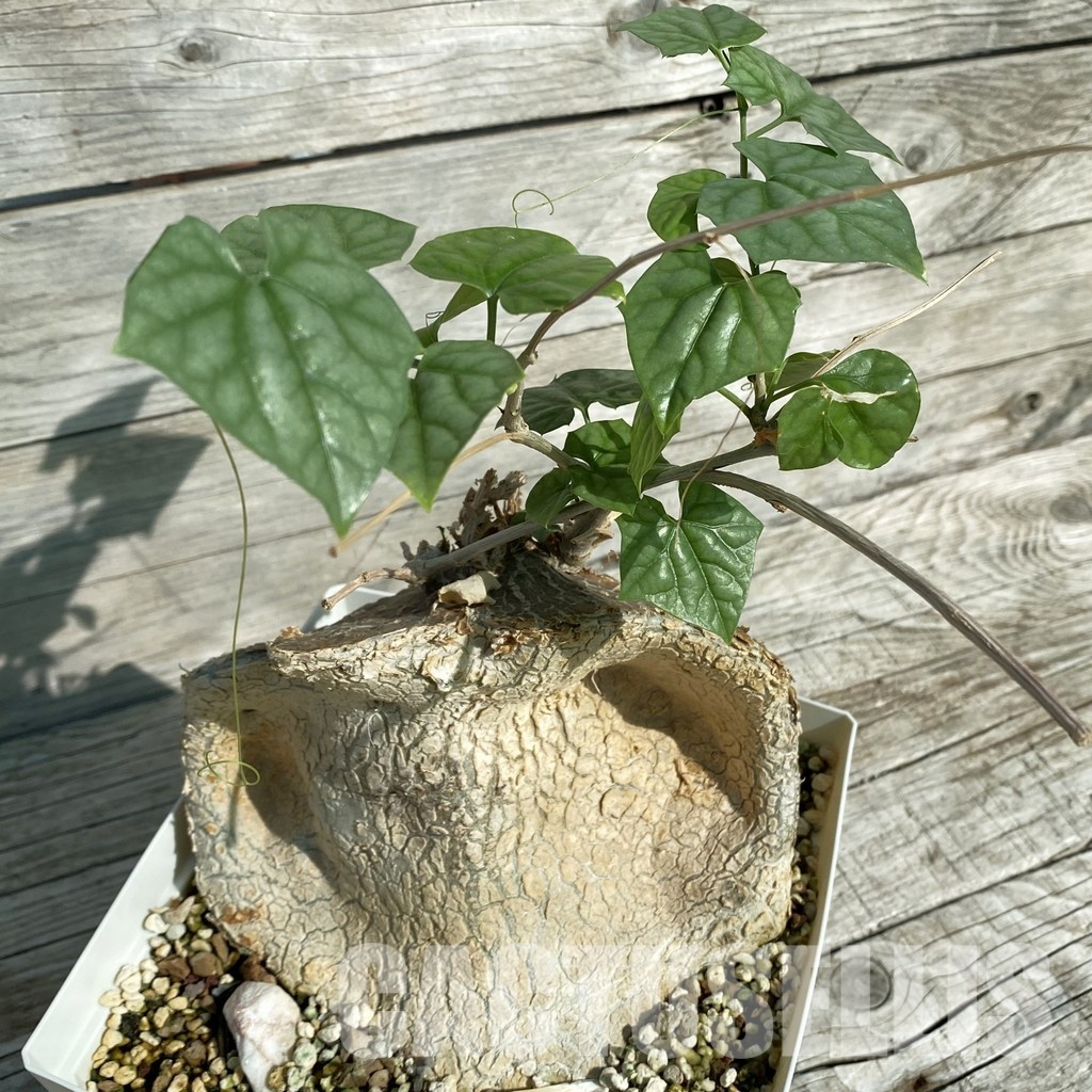 SH32895 Gerrardanthus macrorhizus