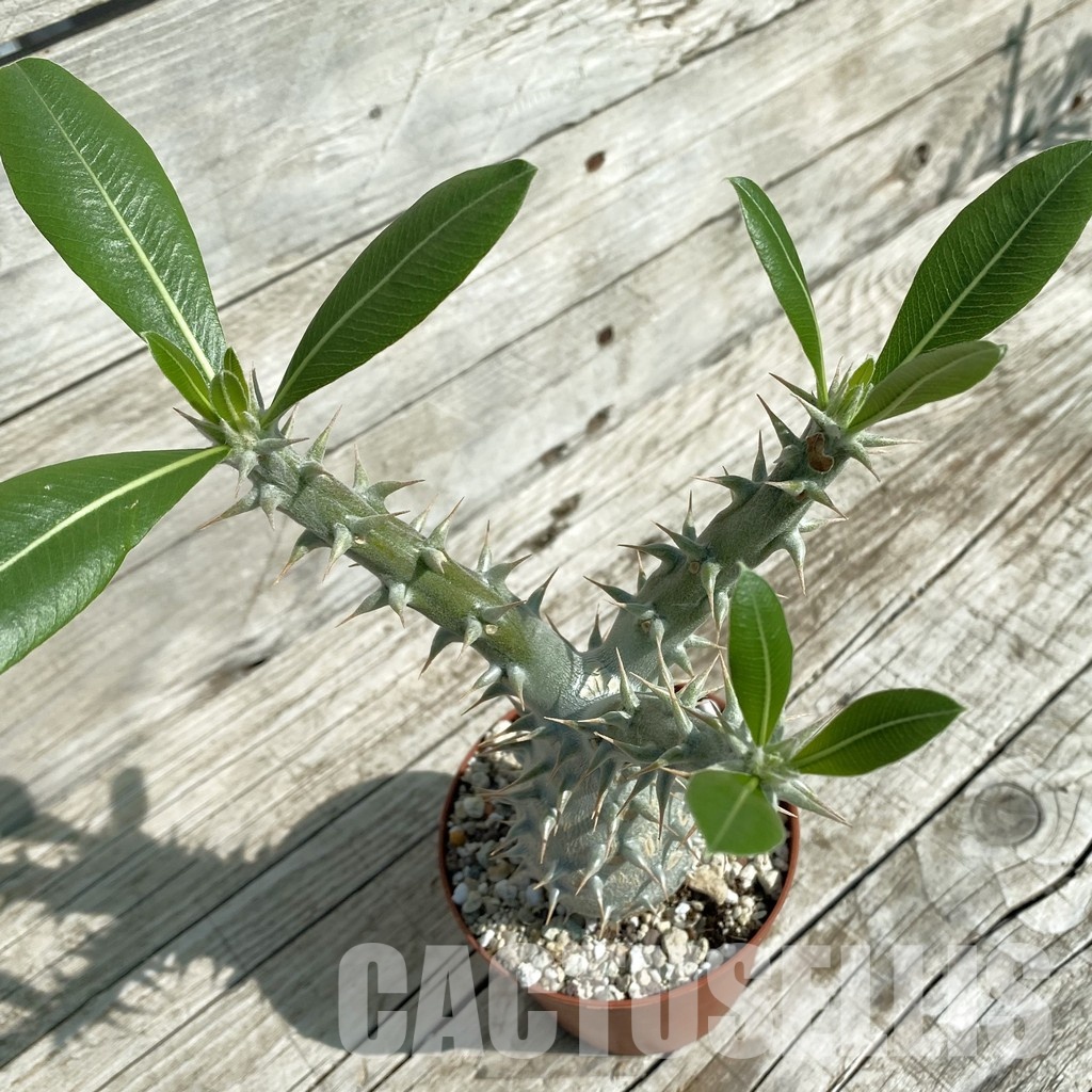 SH32898 Pachypodium horombense - Image 2