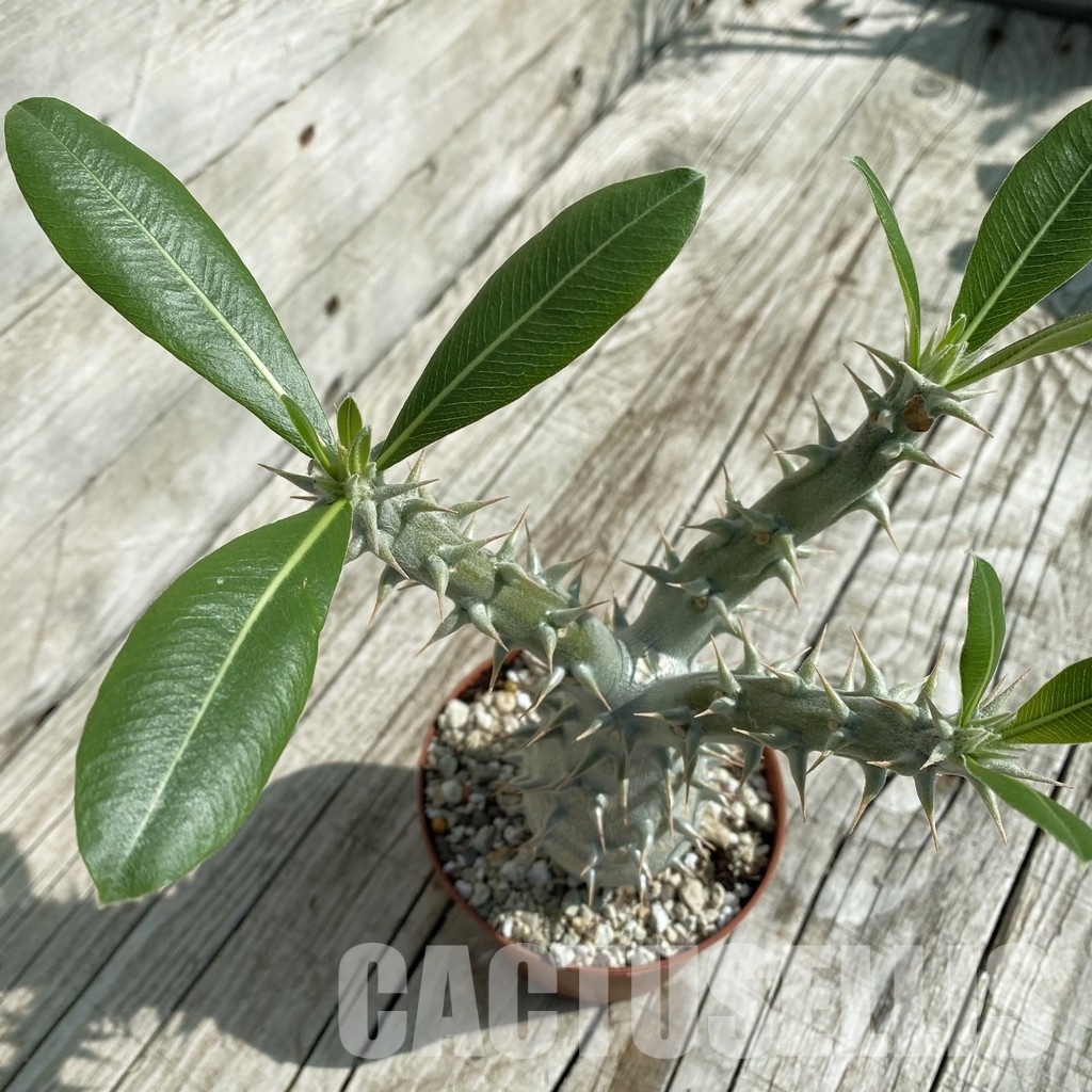 SH32898 Pachypodium horombense - Image 3