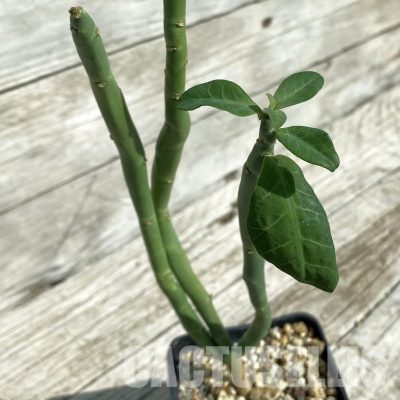 SH32899 Euphorbia heterodoxa