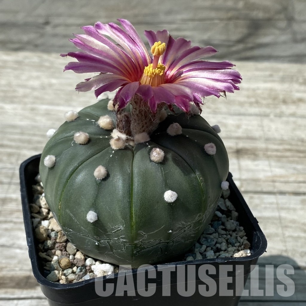 SH32882 Astrophytum asterias 'Akabana' - Image 2