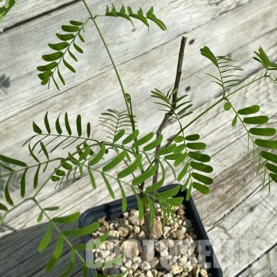 SH32900  Entada leptostachya -Mexico-