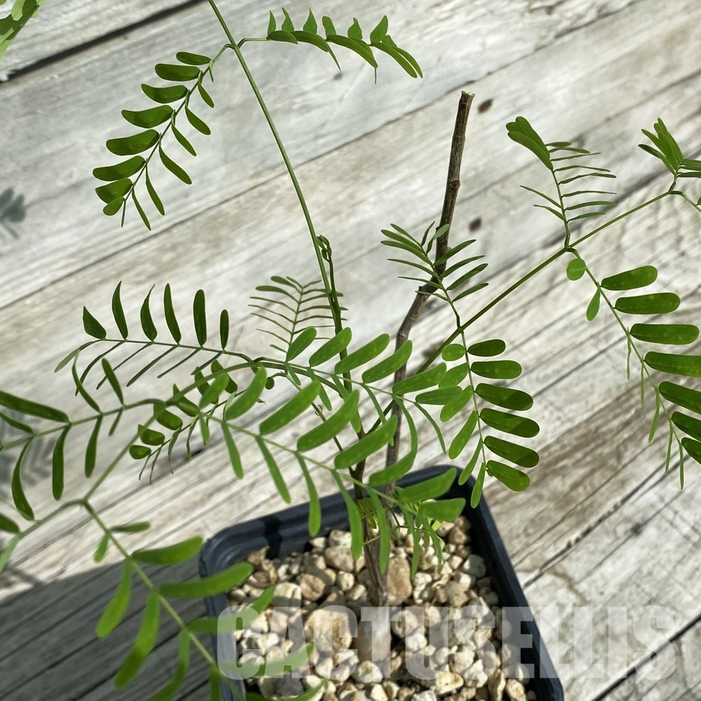 SH32900 Entada leptostachya -Mexico-