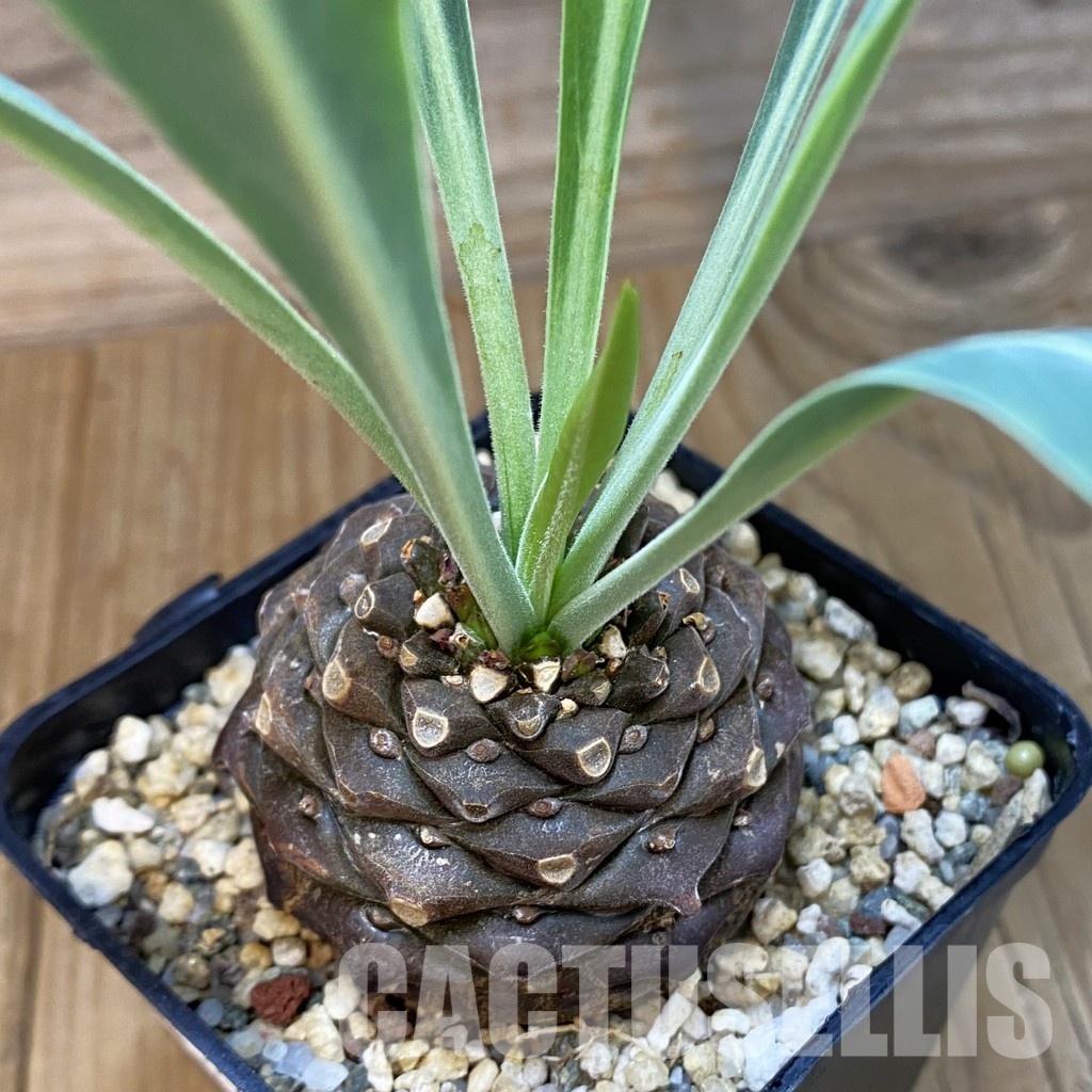 SH27909 Euphorbia bupleurifolia