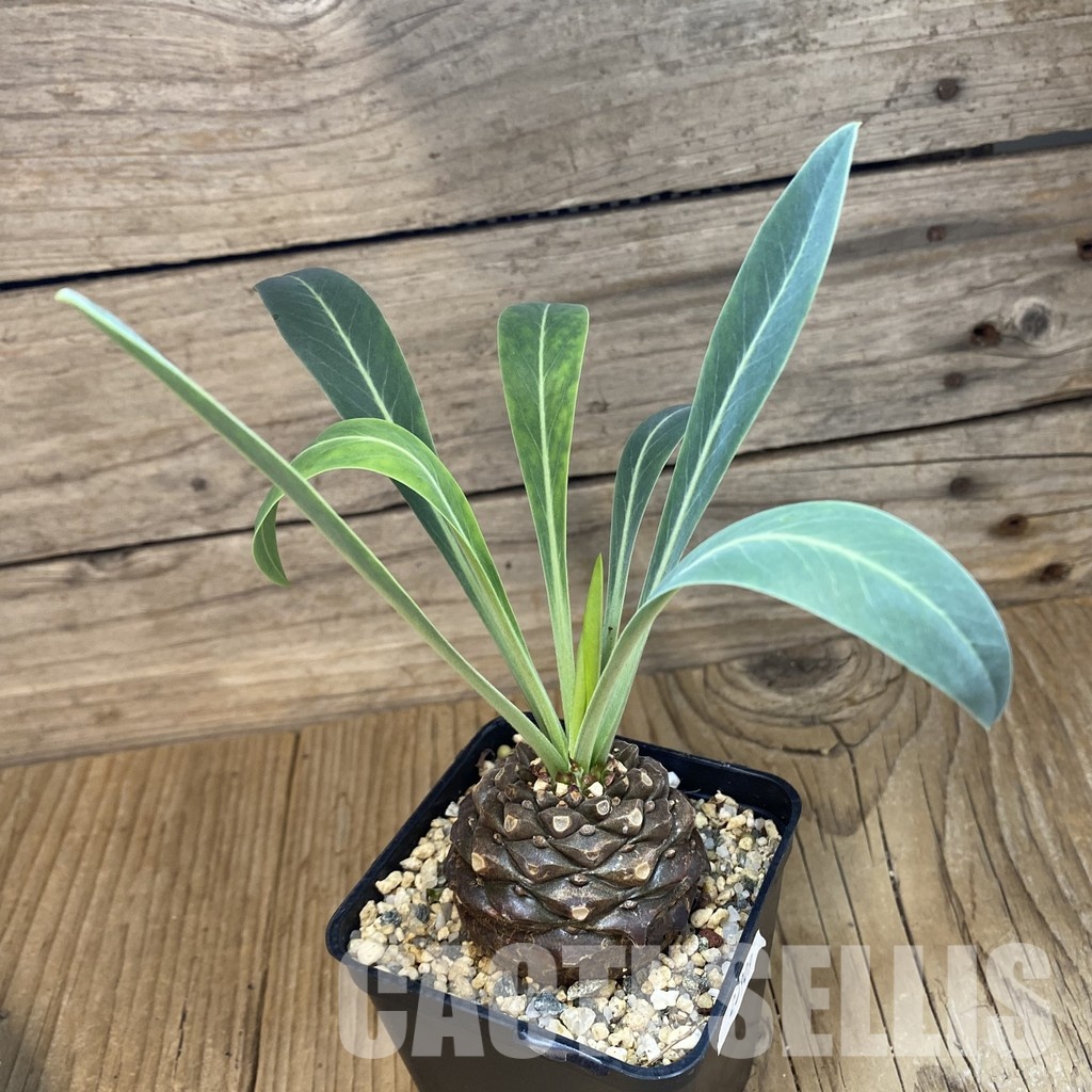 SH27909 Euphorbia bupleurifolia - Image 2