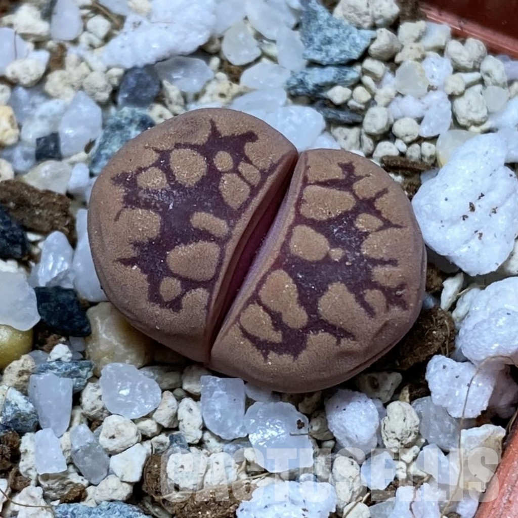 SH32972 Lithops otzeniana 'Cesky Granat'