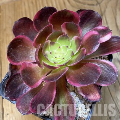 SH33004 Aeonium 'Black Poseidon'