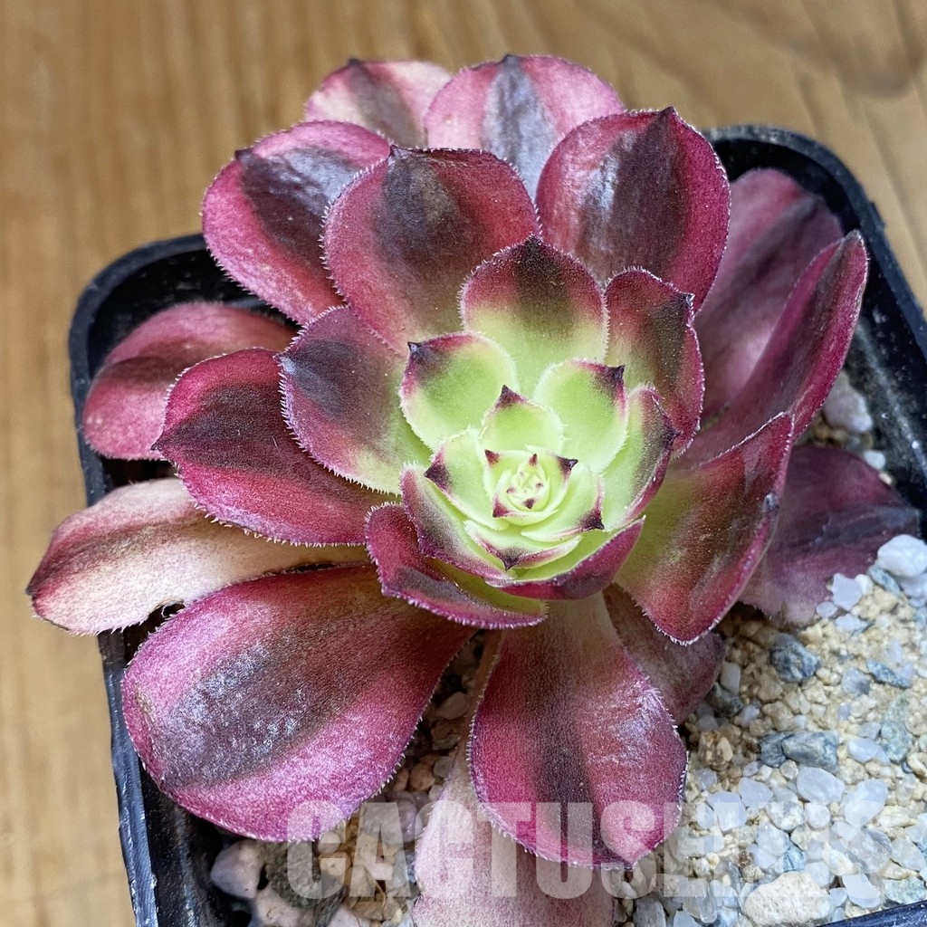 SH33005 Aeonium 'Black Poseidon'