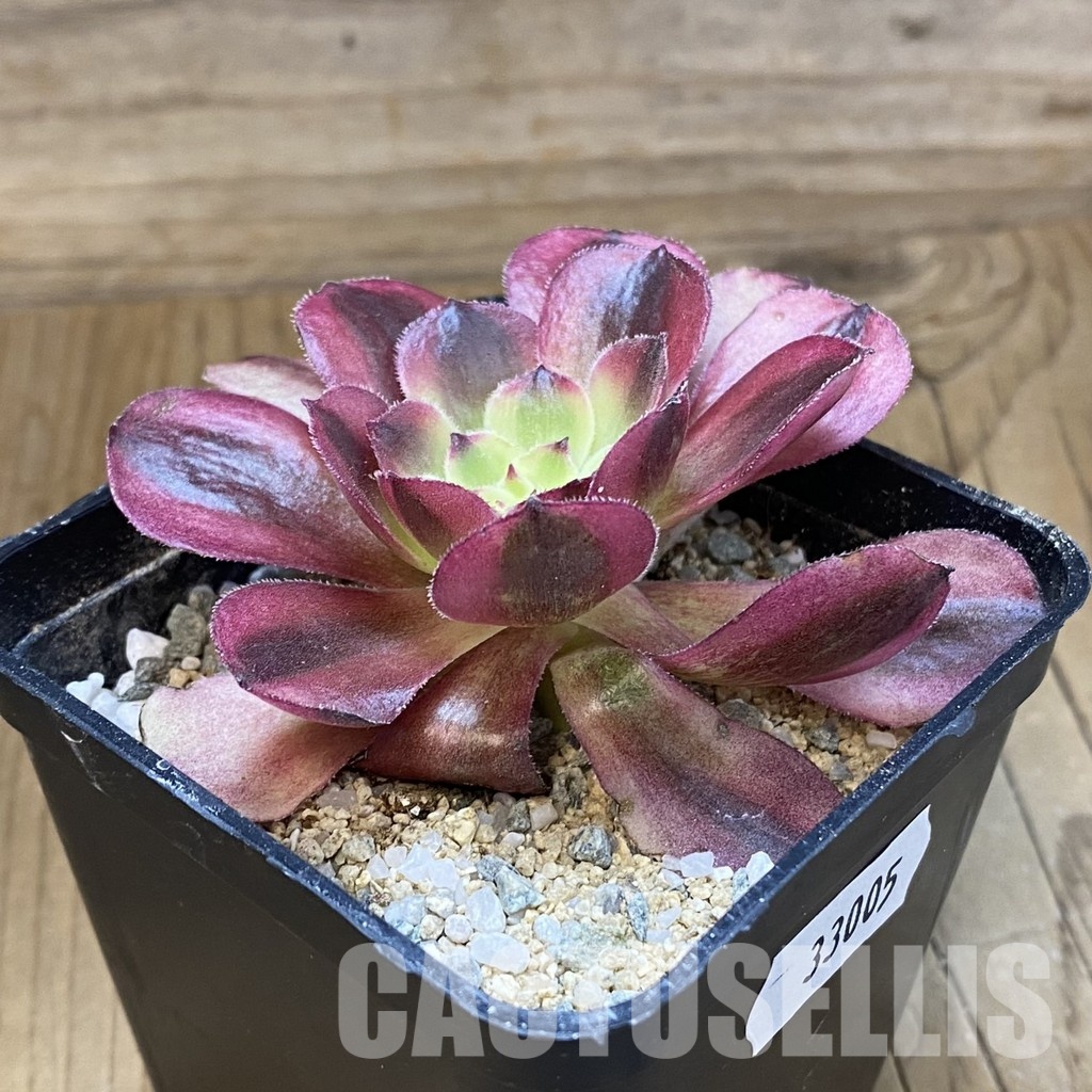 SH33005 Aeonium 'Black Poseidon' - Image 2