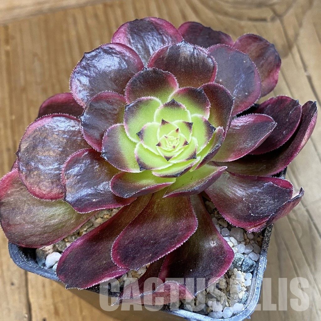SH33006 Aeonium 'Black Poseidon'