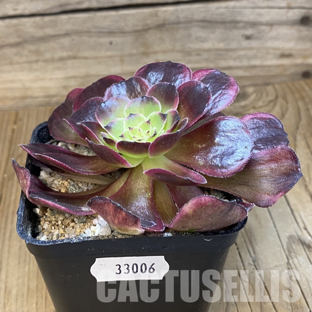SH33006 Aeonium 'Black Poseidon' - Image 2