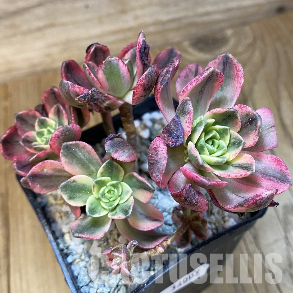 SH33007 Aeonium 'Sweet Tea' - Image 2