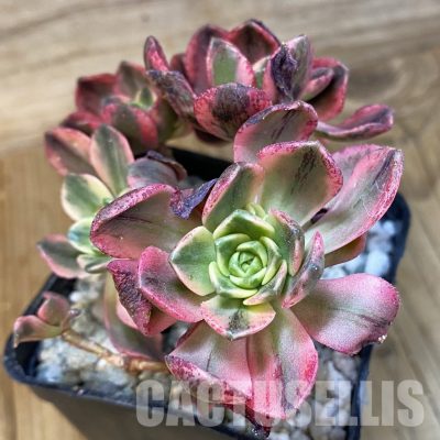 SH33007 Aeonium 'Sweet Tea'
