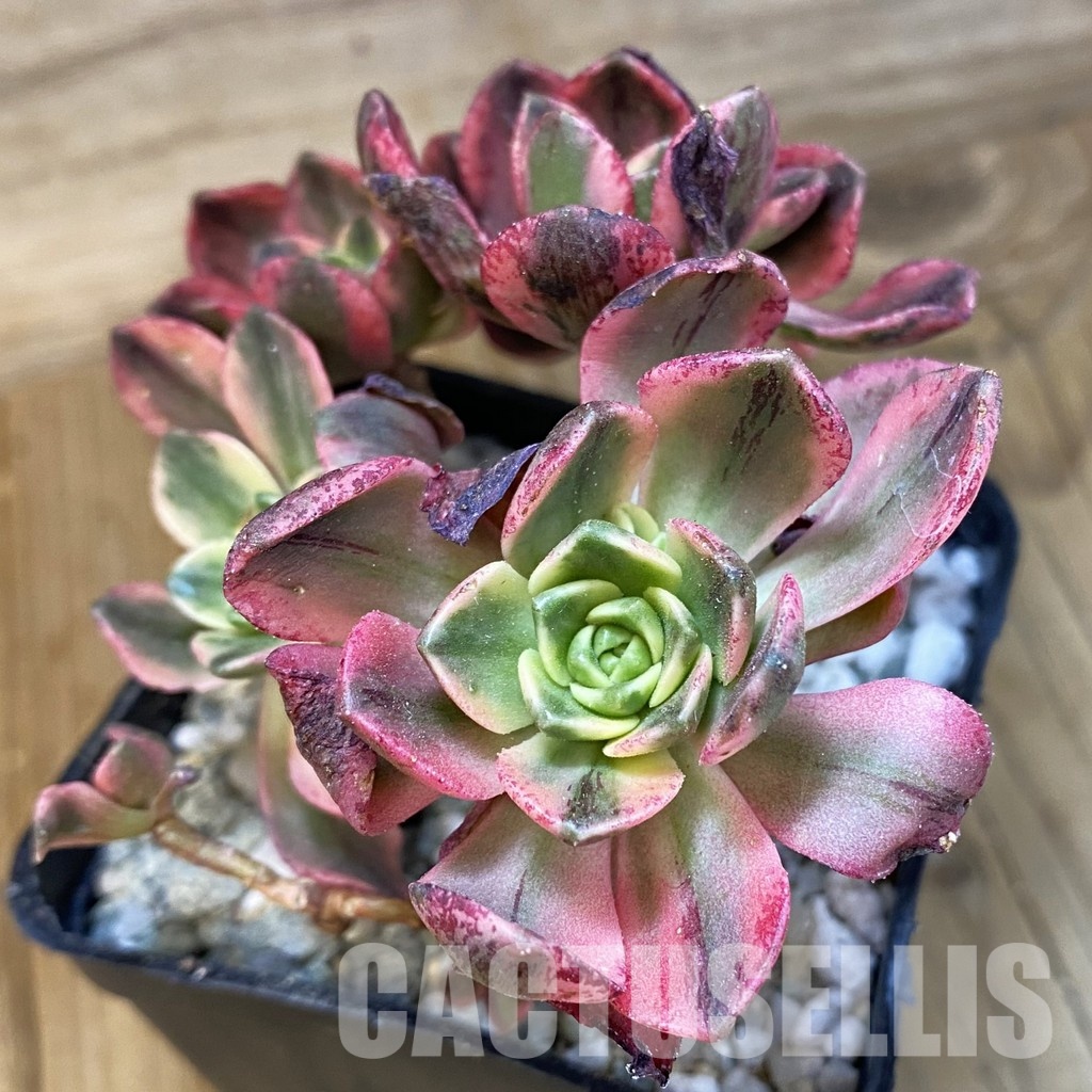 SH33007 Aeonium 'Sweet Tea'