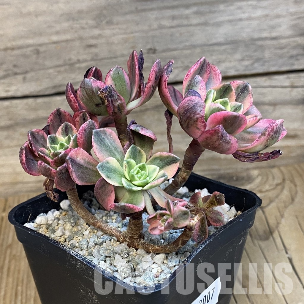 SH33007 Aeonium 'Sweet Tea' - Image 3