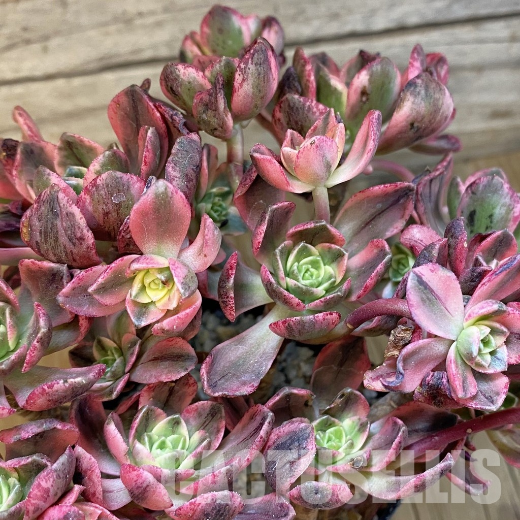 SH33008 Aeonium 'Sweet Tea'