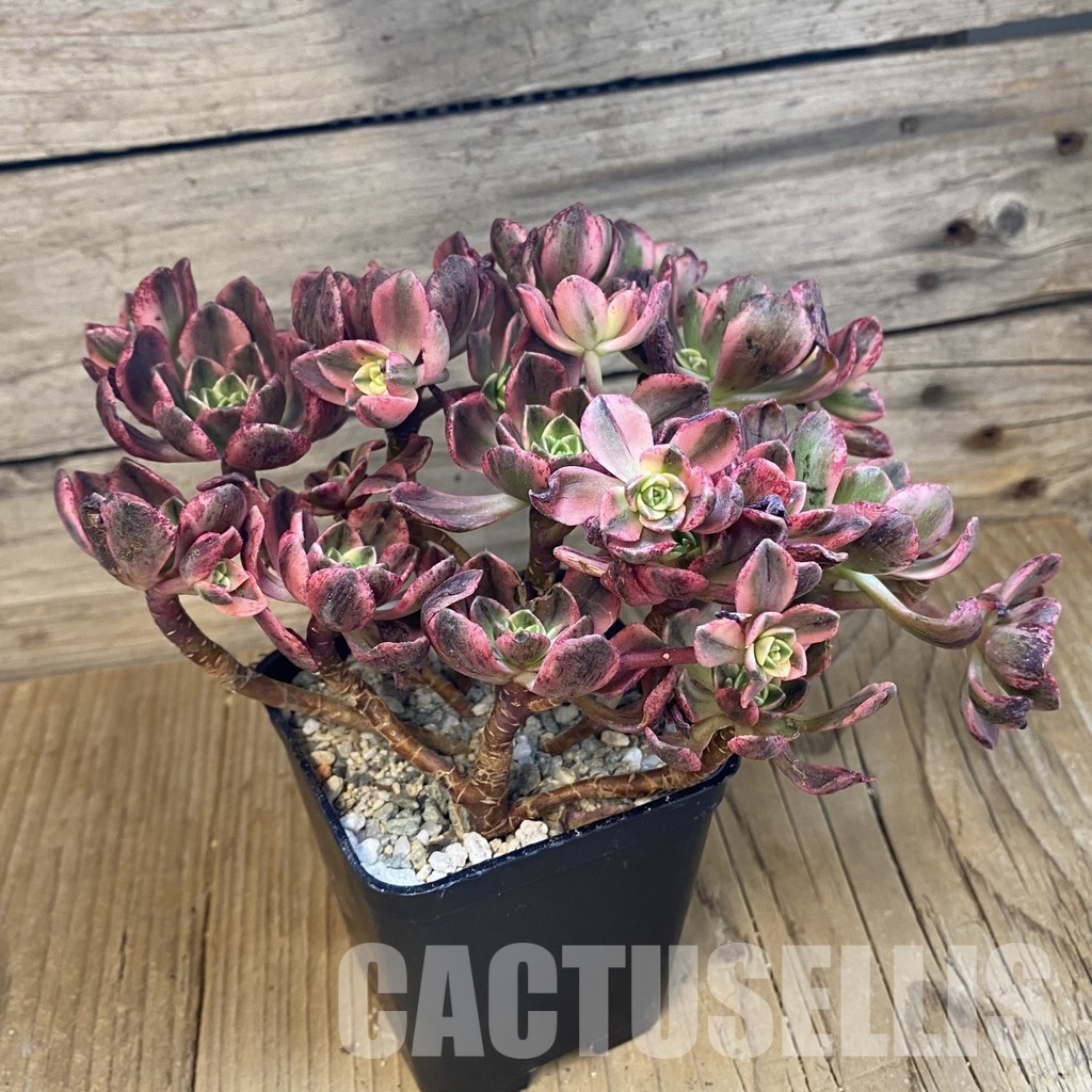 SH33008 Aeonium 'Sweet Tea' - Image 2