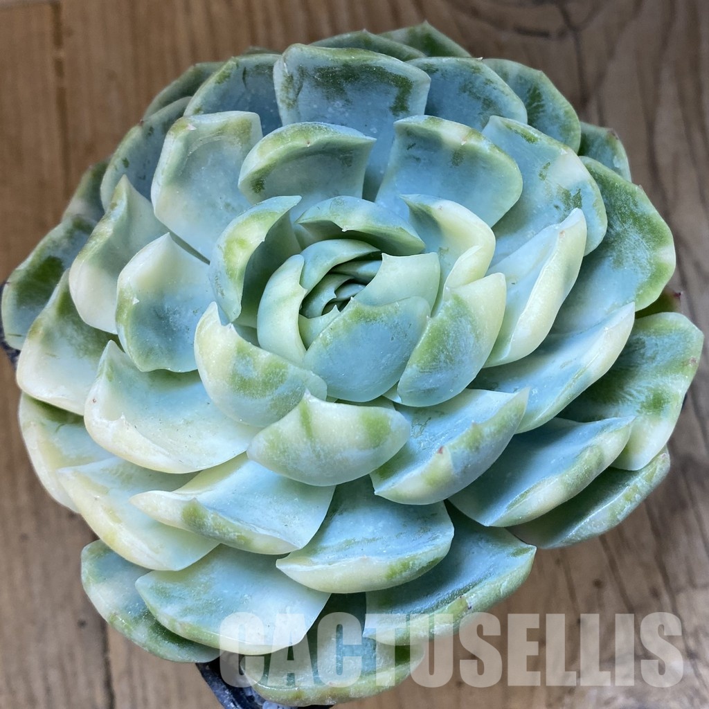 SH33010 Echeveria 'Berry' f. variegata - Image 2