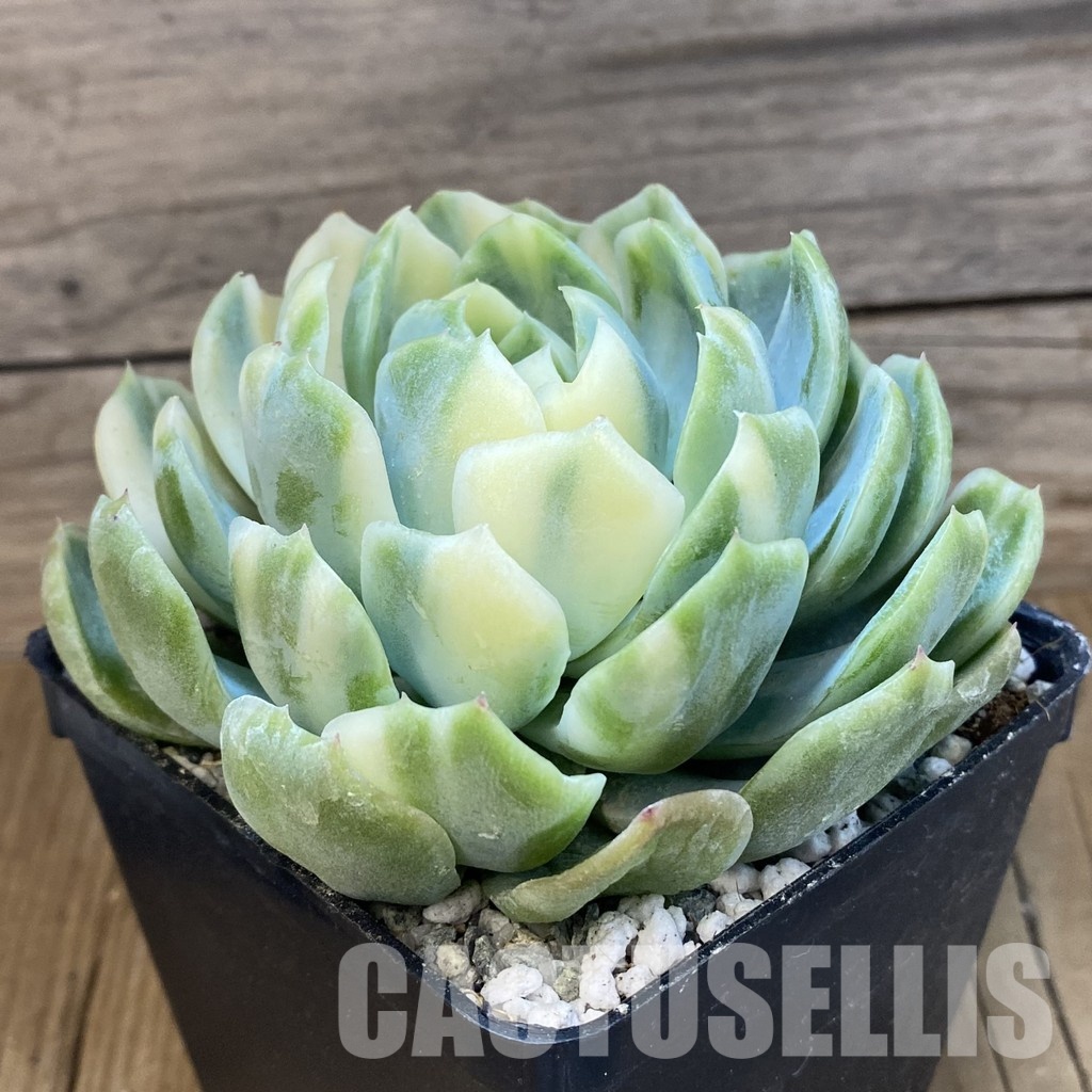 SH33010 Echeveria 'Berry' f. variegata - Image 3