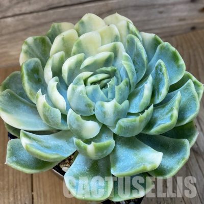 SH33011 Echeveria 'Berry' f. variegata