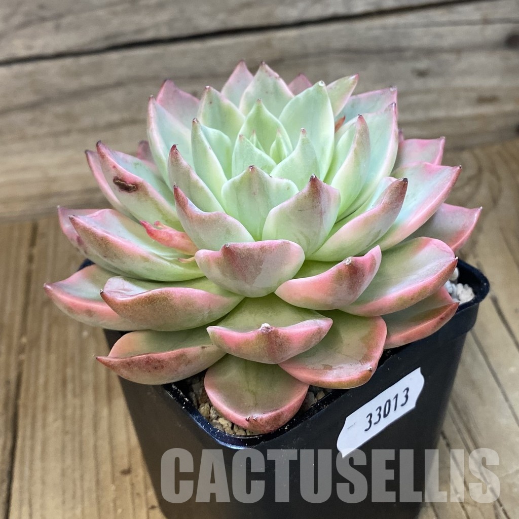SH33013 Echeveria 'Baolian Lantern' - Image 2