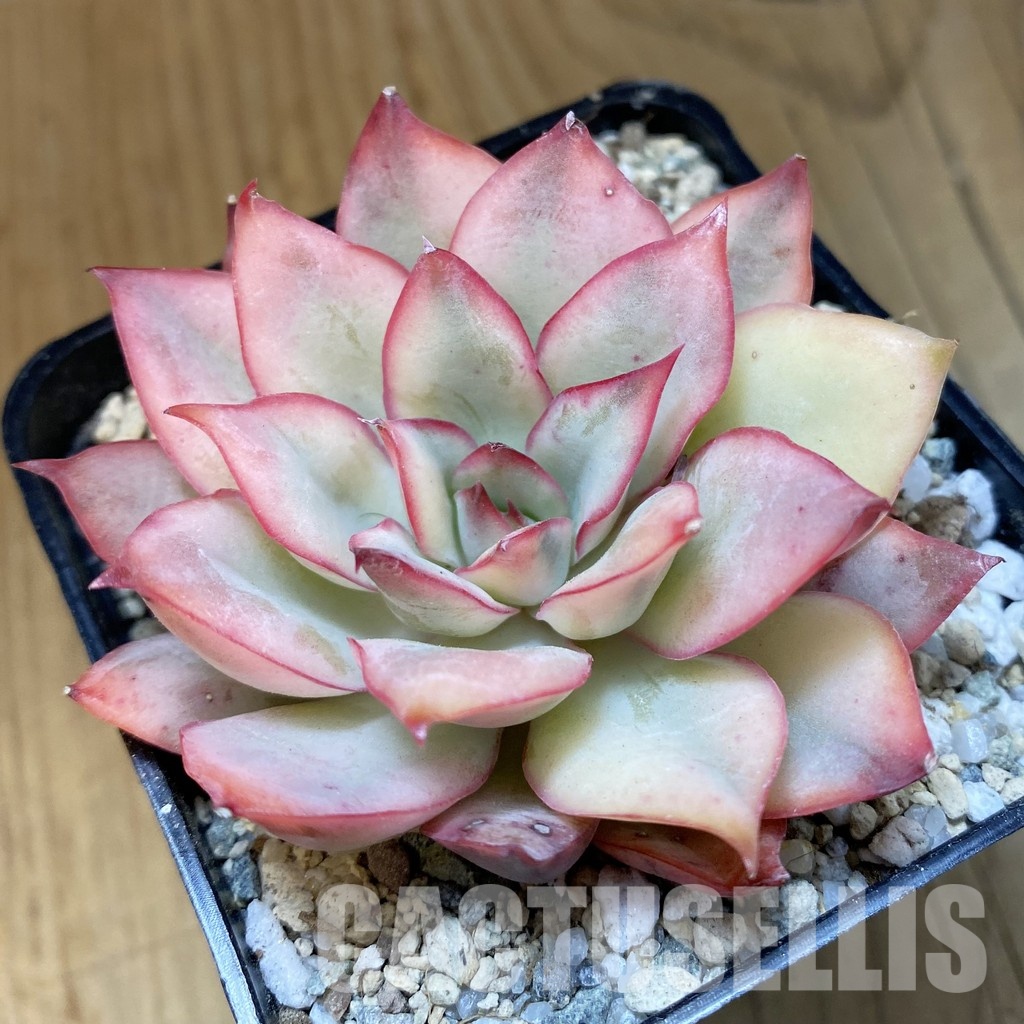 SH33018 Echeveria 'Moon Goddess'