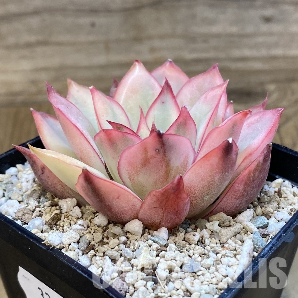 SH33018 Echeveria 'Moon Goddess' - Image 2