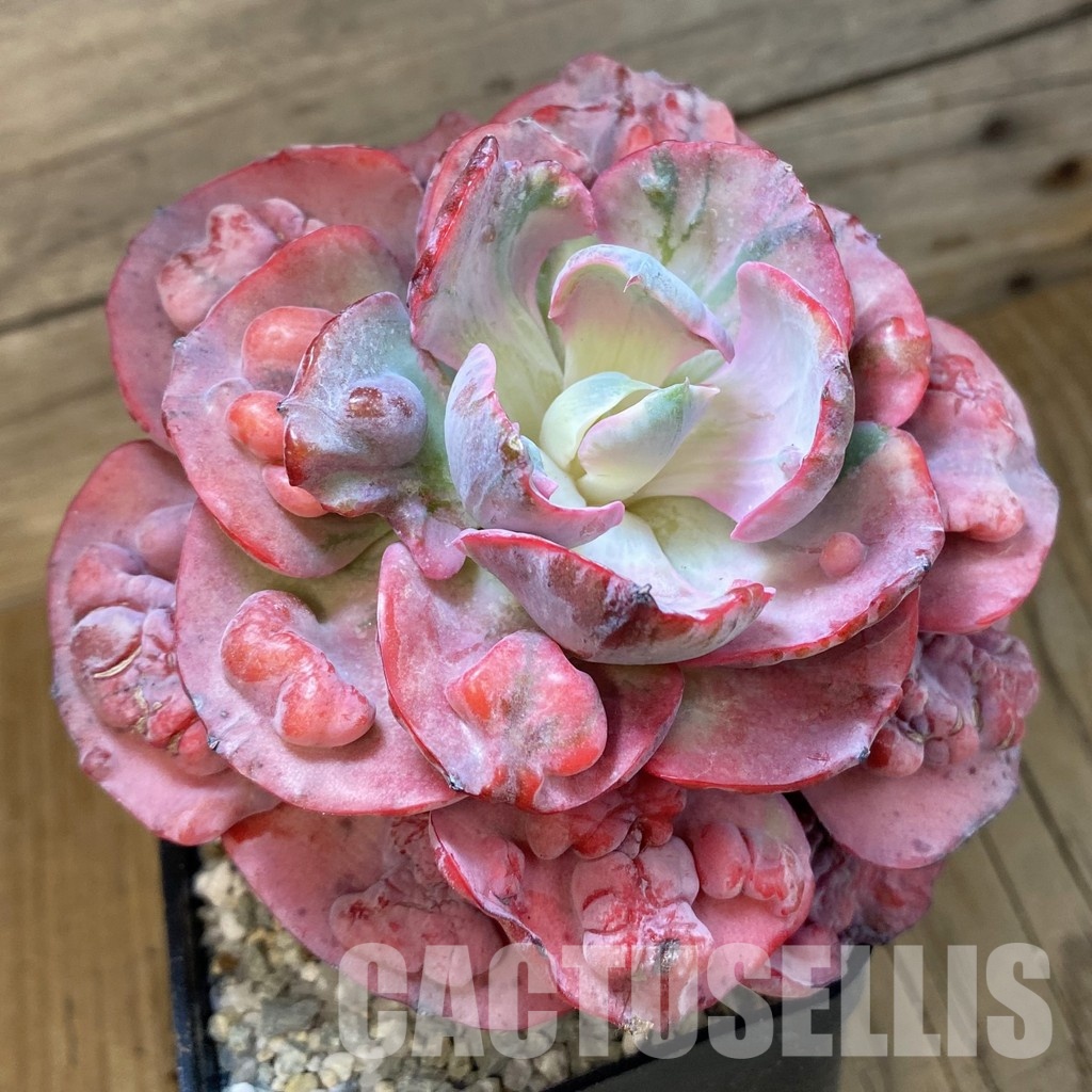 SH33021 Echeveria 'Beyonce'