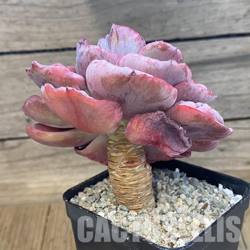 SH33021 Echeveria 'Beyonce' - Image 2