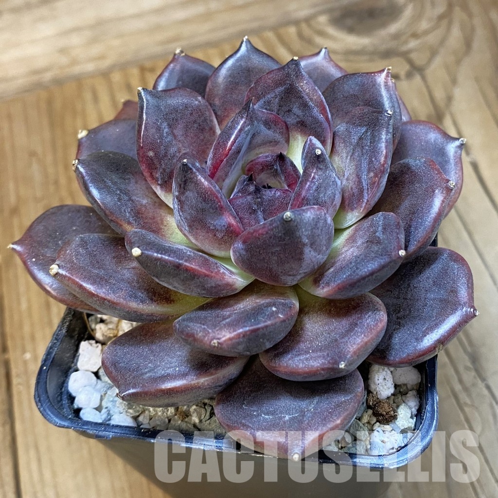 SH33022 Echeveria 'Dark Chocolate'