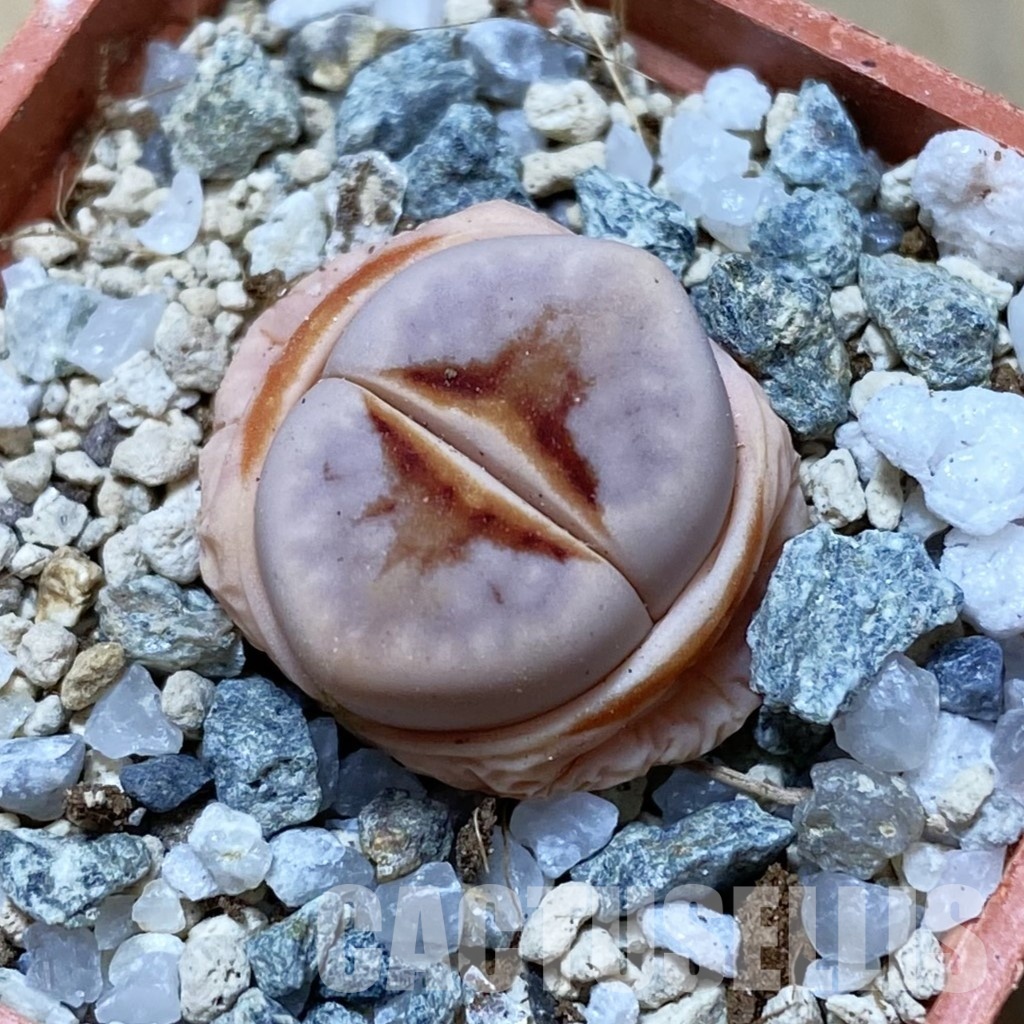 SH32975 Lithops julii 'Hot Lips'