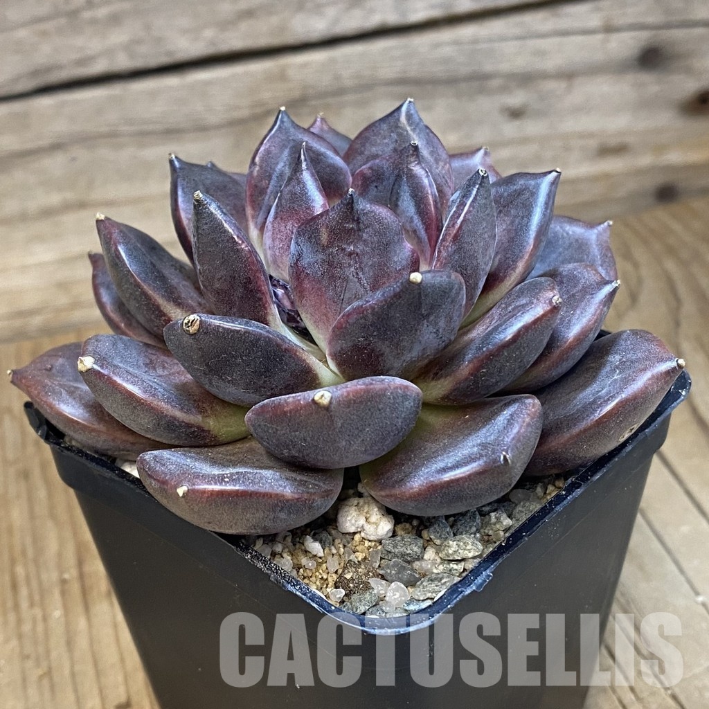 SH33022 Echeveria 'Dark Chocolate' - Image 2