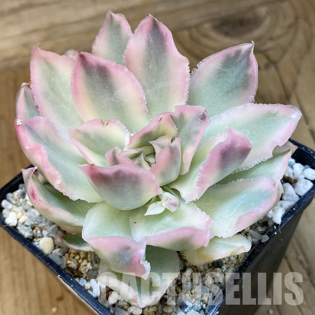 SH33025 Echeveria 'Purple Butterfly' f. variegata - Image 2