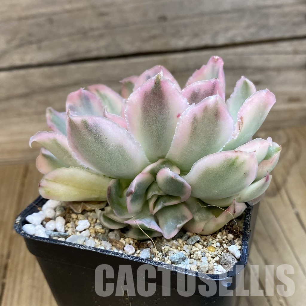 SH33025 Echeveria 'Purple Butterfly' f. variegata - Image 3
