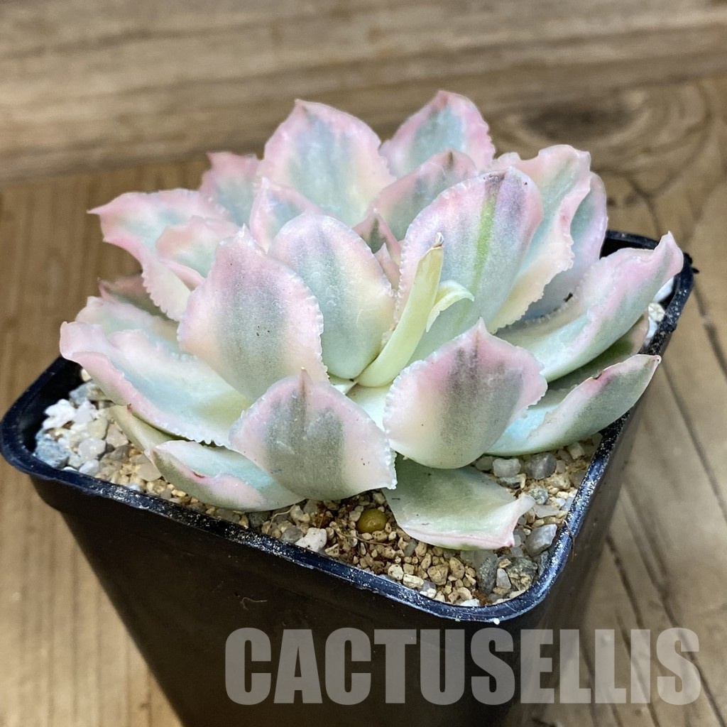 SH33027 Echeveria 'Purple Butterfly' f. variegata - Image 2